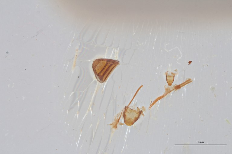 Allaeometrus bimaculatus pt Dge ZS PMax Scaled.jpeg