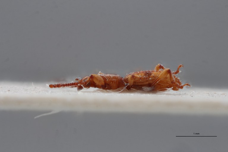 Allaeometrus bimaculatus pt L ZS PMax Scaled.jpeg