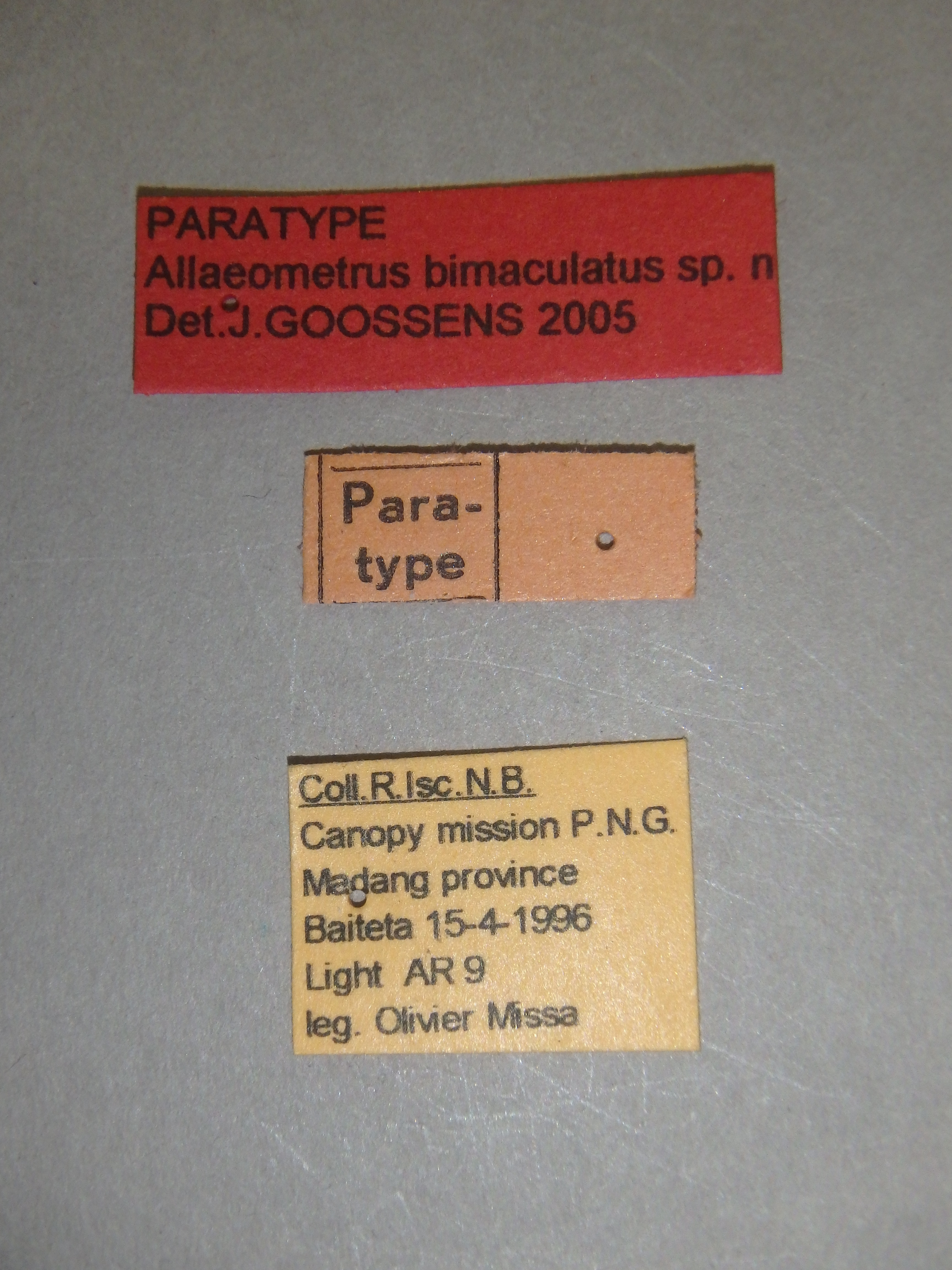 Allaeometrus bimaculatus pt Labels.jpg