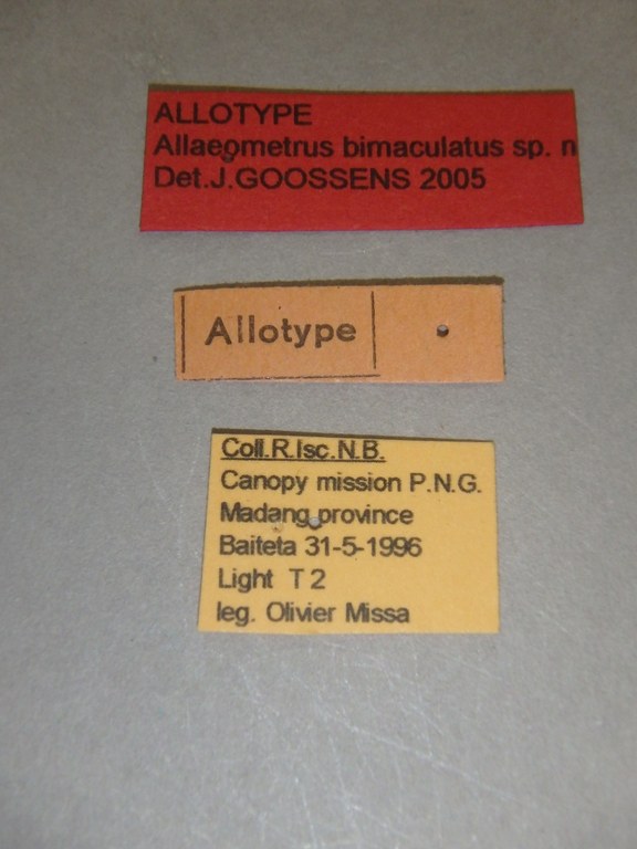 Allaeometrus bimaculatus at Labels.jpg