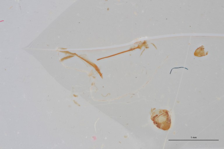 Allaeometrus bimaculatus at Dge ZS PMax Scaled.jpeg