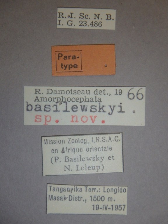 Amorphocephala basilewskyi pt Labels.jpg