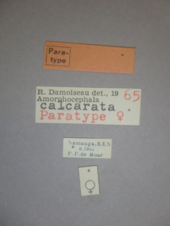 Amorphocephala calcarata pt Labels.jpg