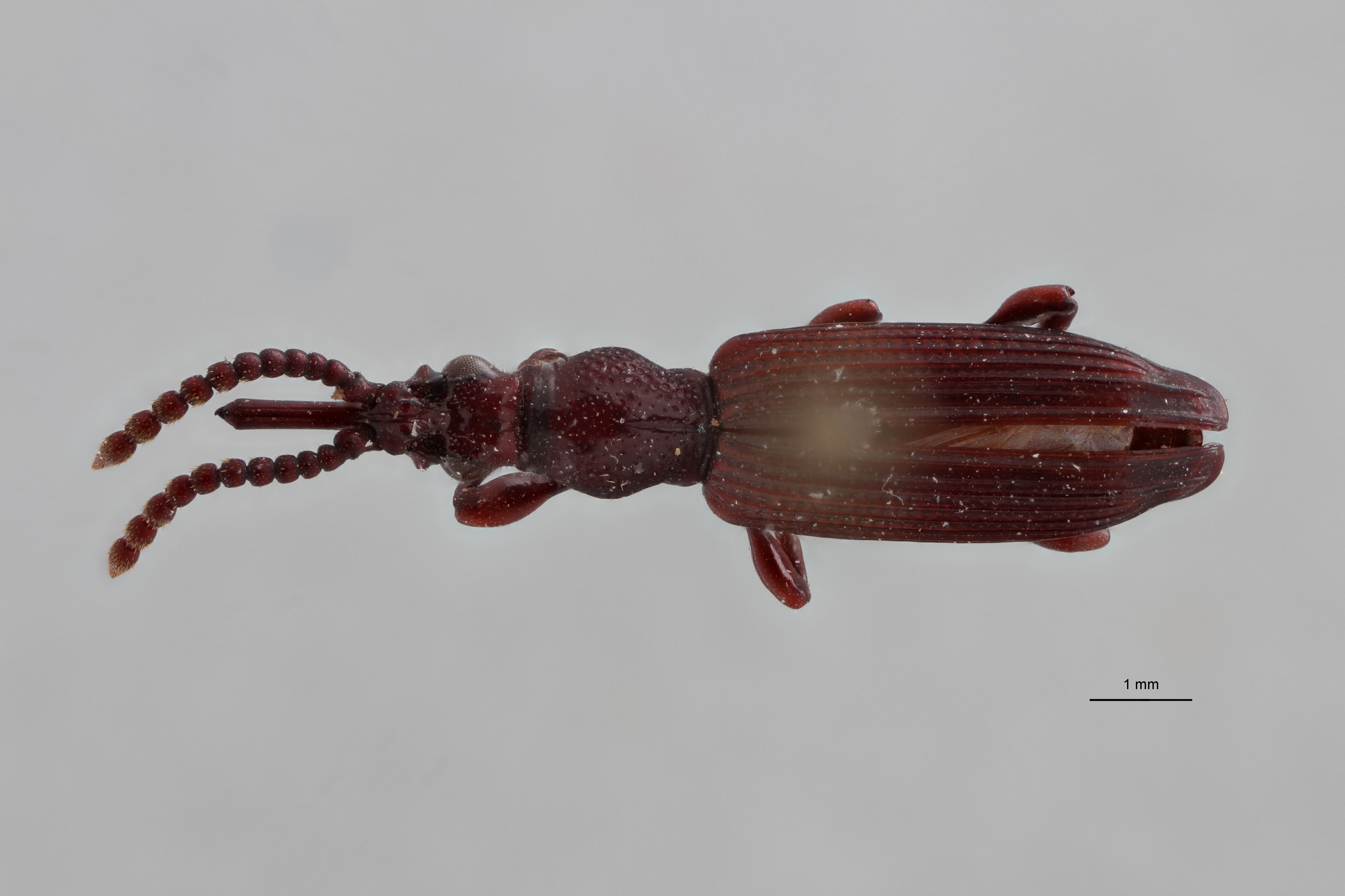 Amorphocephala capensis pt D ZS PMax Scaled.jpeg