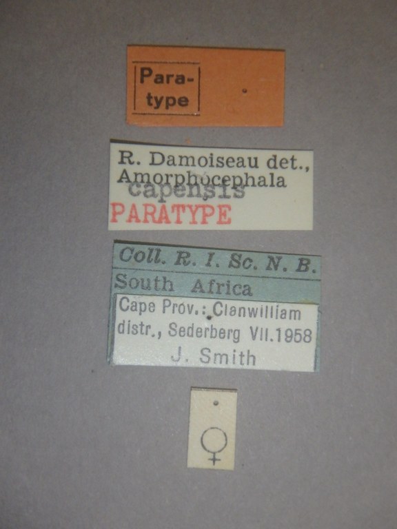 Amorphocephala capensis pt Labels.pg