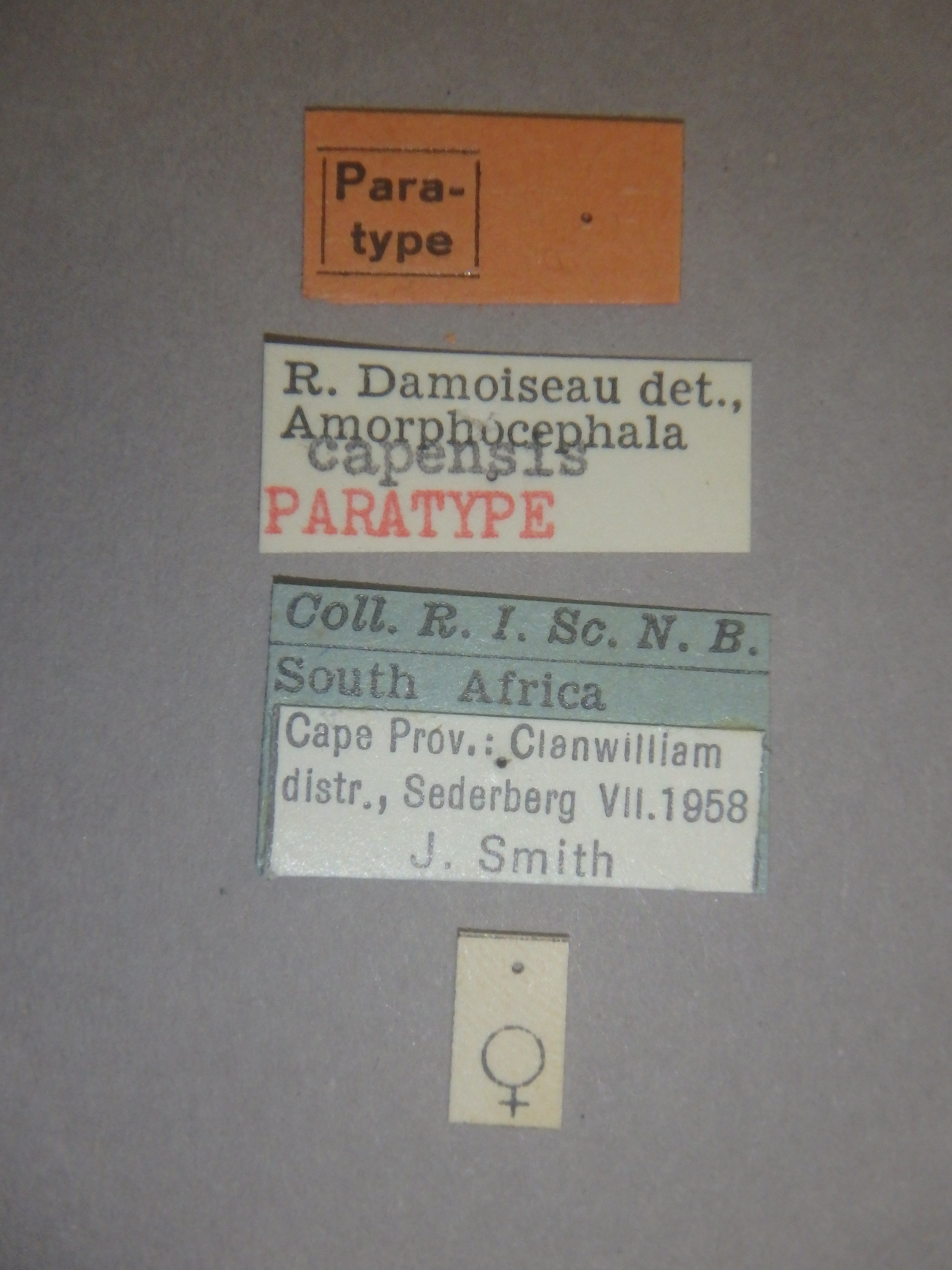 Amorphocephala capensis pt Labels.pg