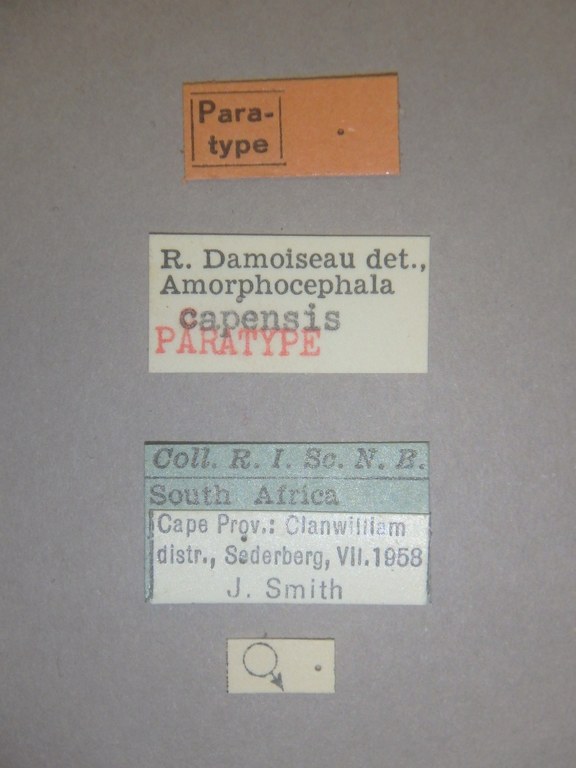 Amorphocephala capensis pt Labels.jpg