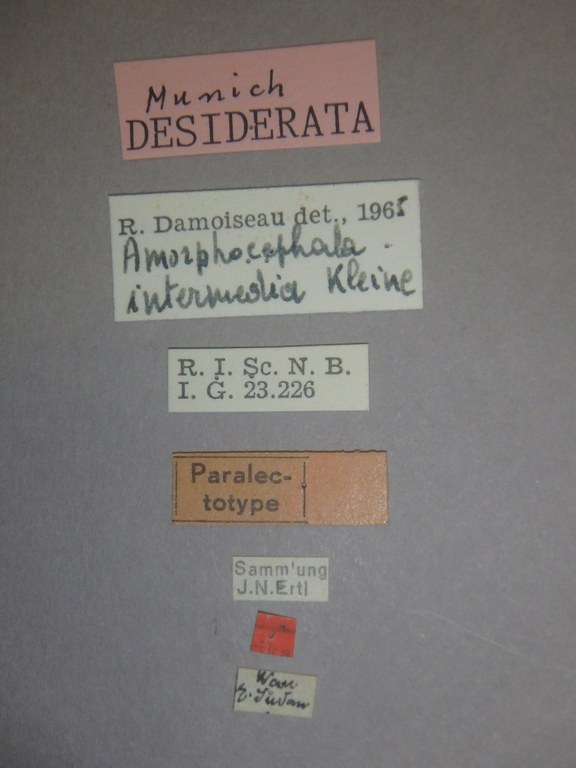 Amorphocephala intermedia plt Labels.jpg