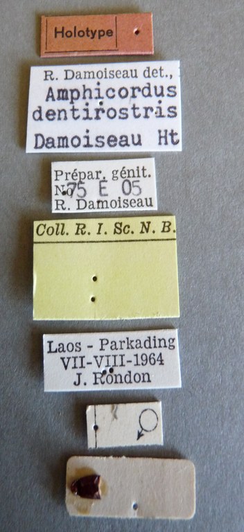 Amphicordus dentirostris ht Labels.jpg