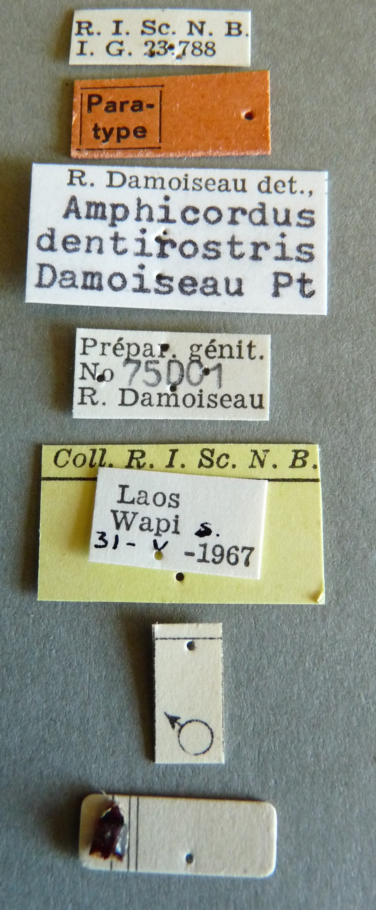 Amphicordus dentirostris pt Labels.jpg