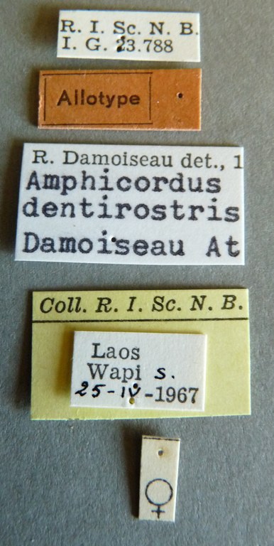 Amphicordus dentirostris at Labels.jpg