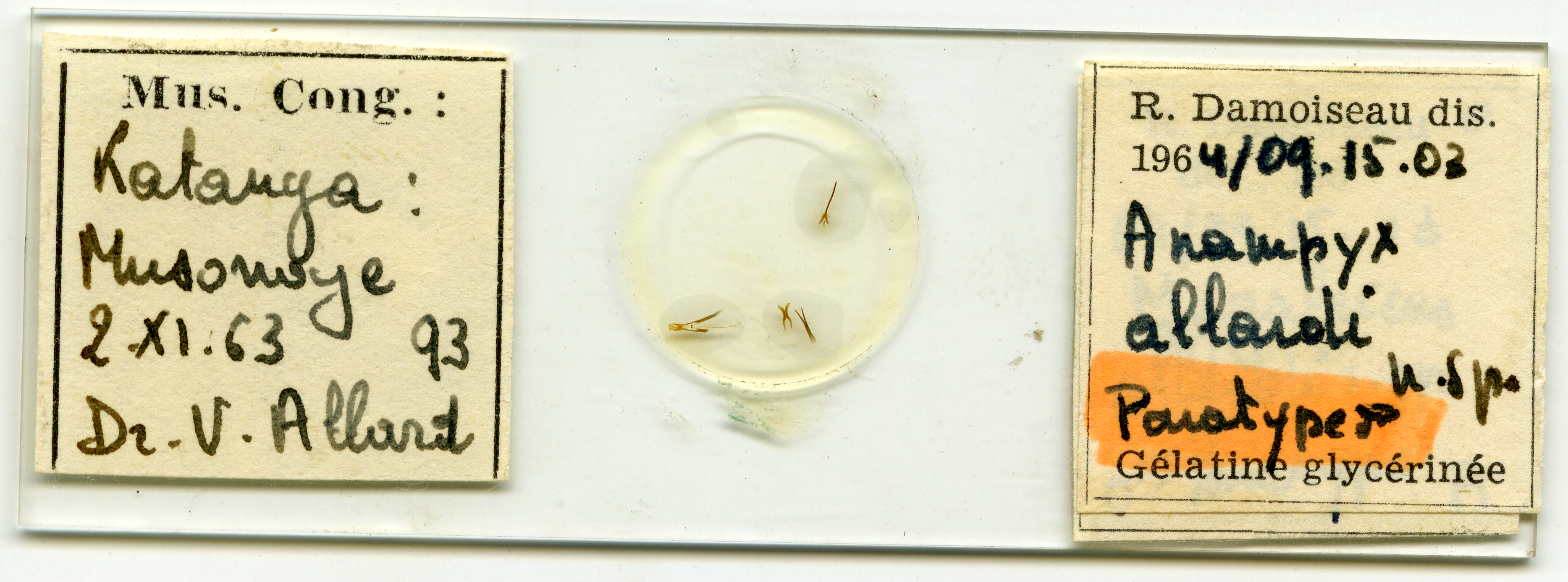 Anampyx allardi pt Microscopic preparation.png