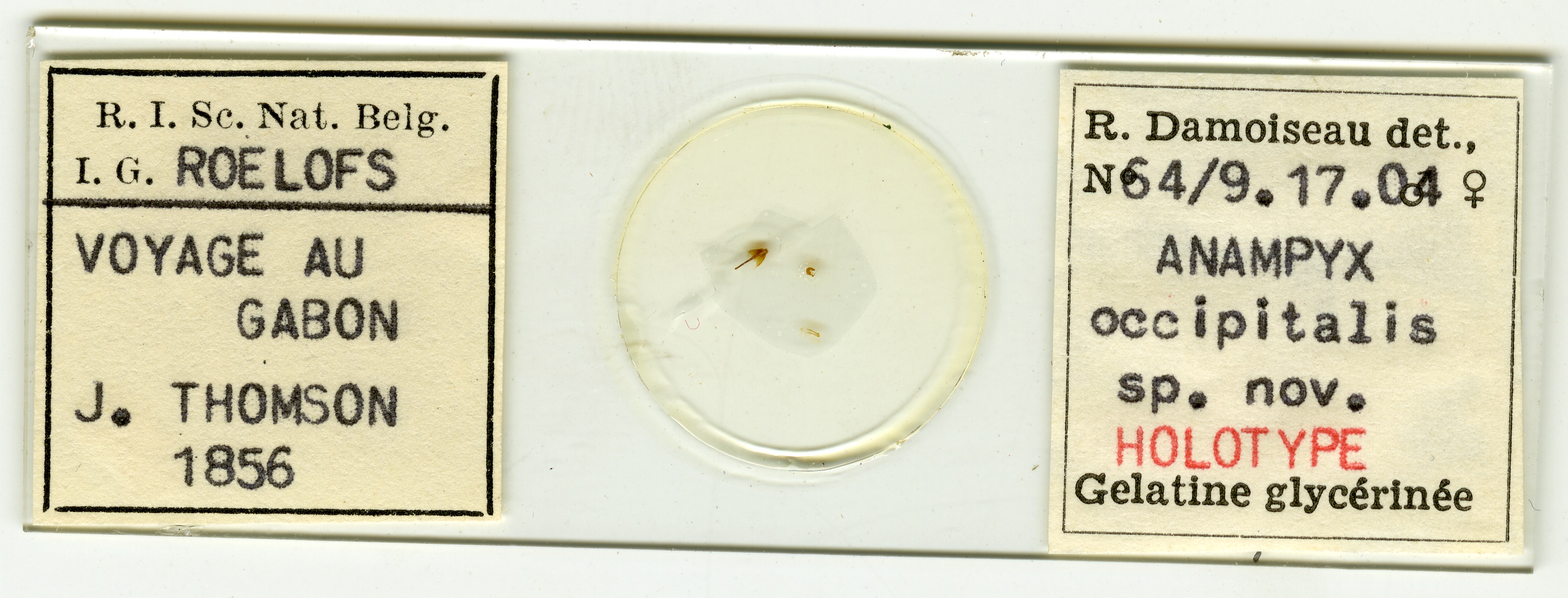 Anampyx occipitalis ht Microscopic preparation.jpg