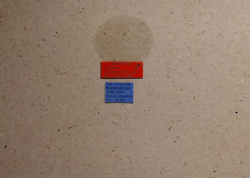 Anchisteus quadrimaculatus pt Labels.jpg