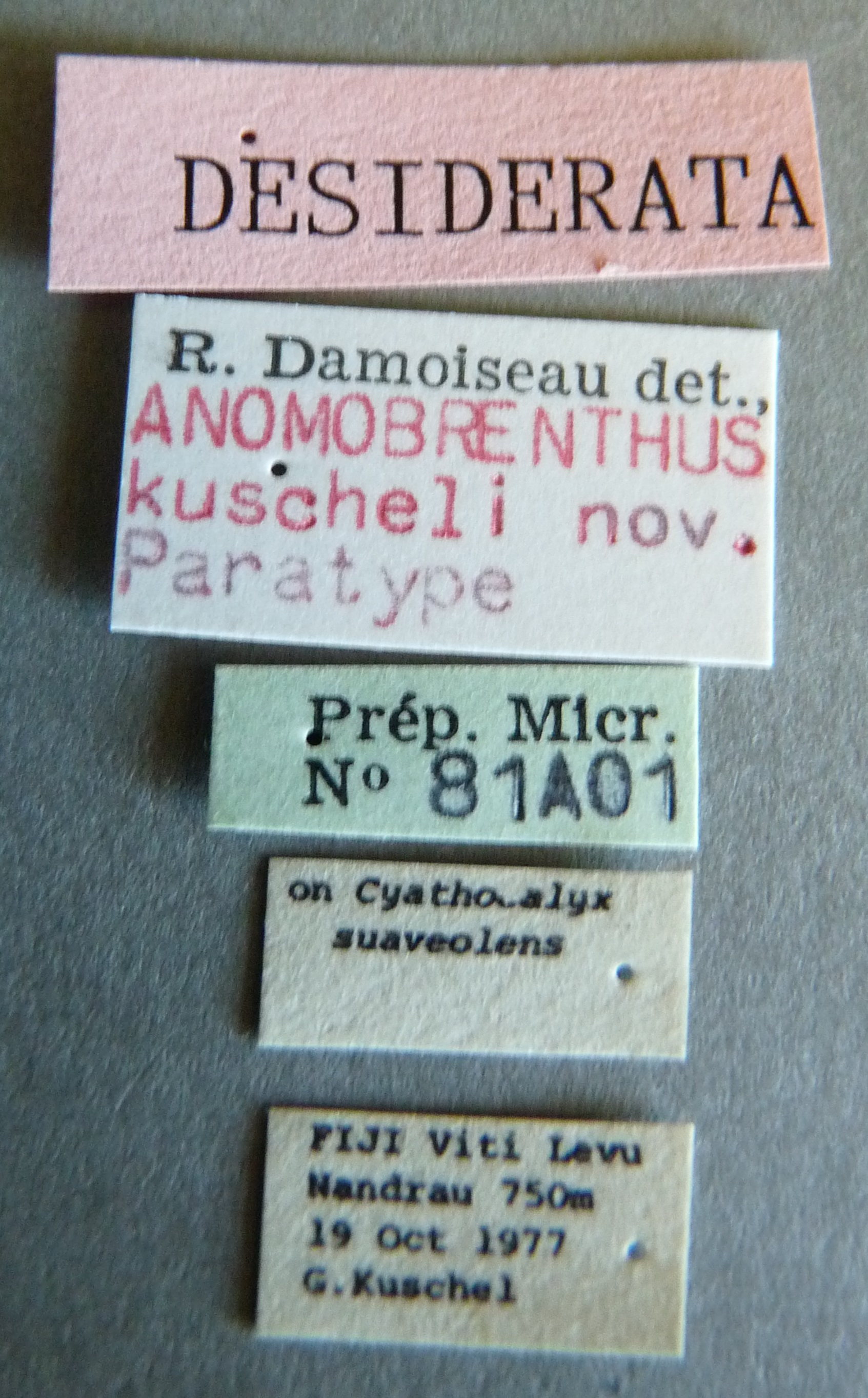 Anomobrenthus kuscheli pt Labels.jpg