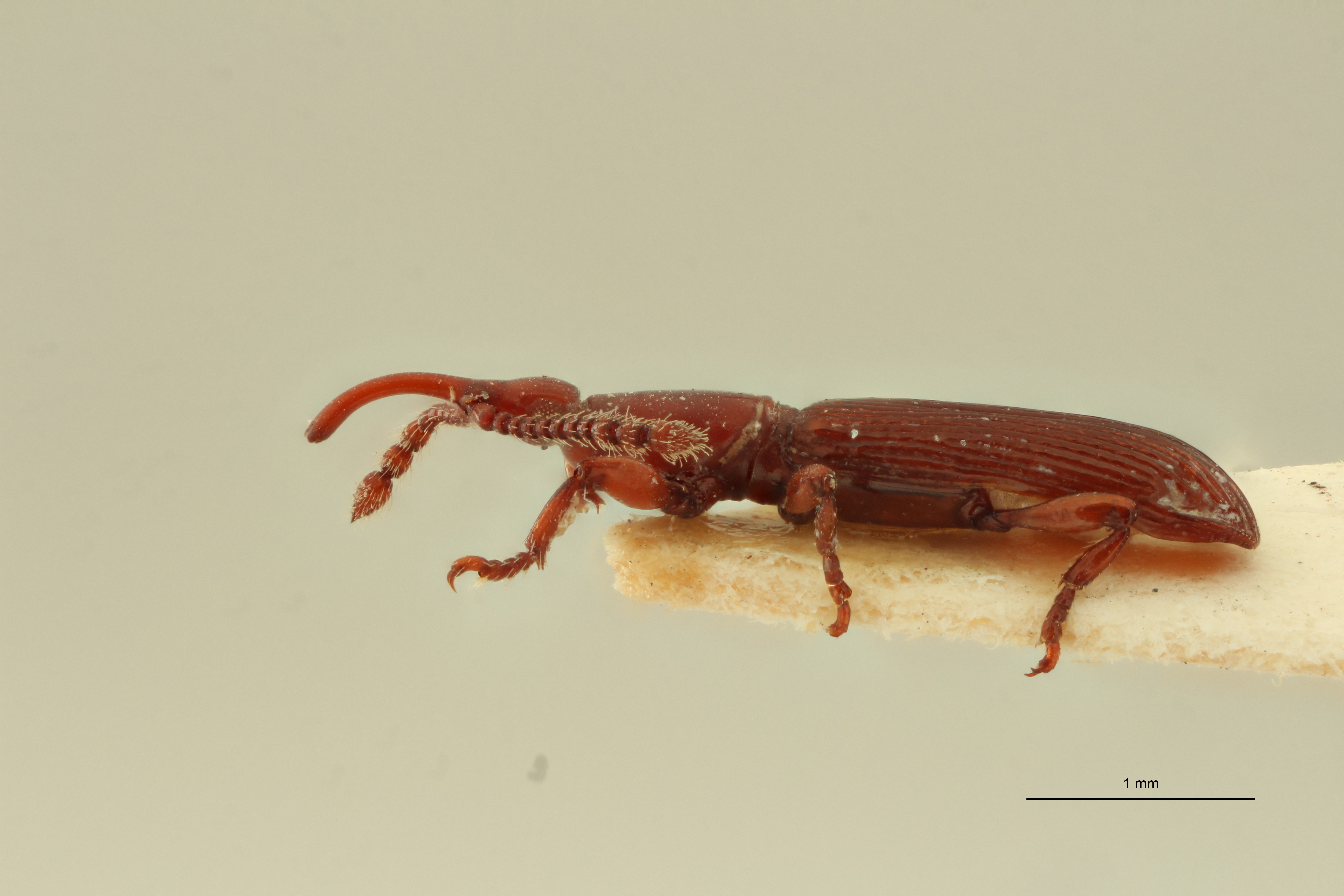 Araiorrhinus exportatus plt L ZS PMax Scaled.jpeg