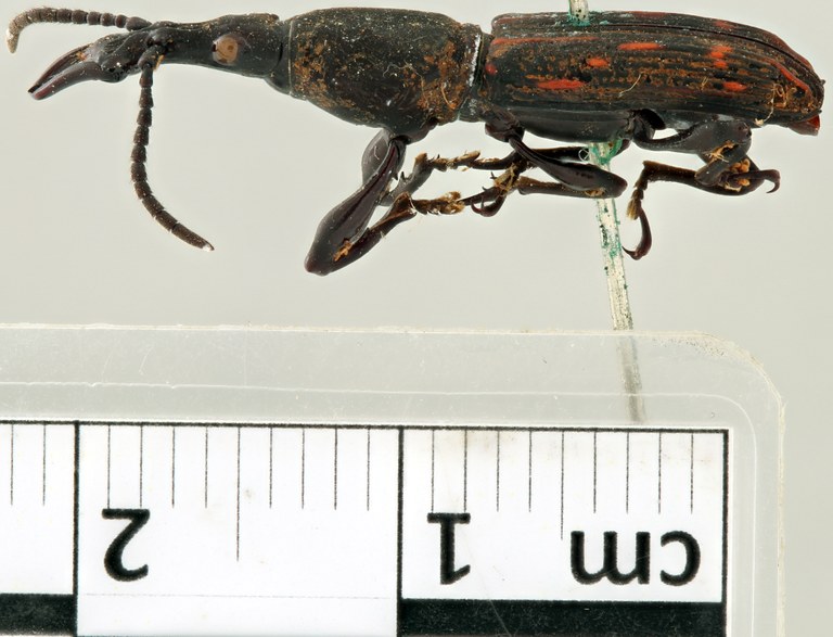 Arrhenodes funebris plt L scaled.jpg