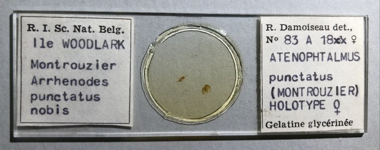 Arrhenodes punctatus ht Microscopic preparation.jpg