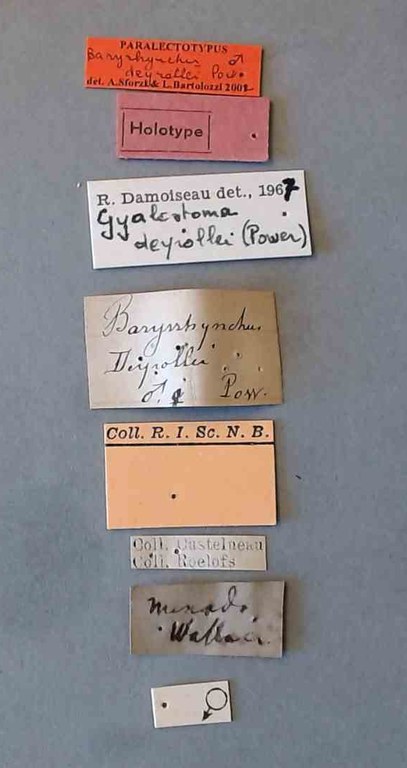Baryrhynchus (Baryrhynchus) deyrollei plt Labels.jpg
