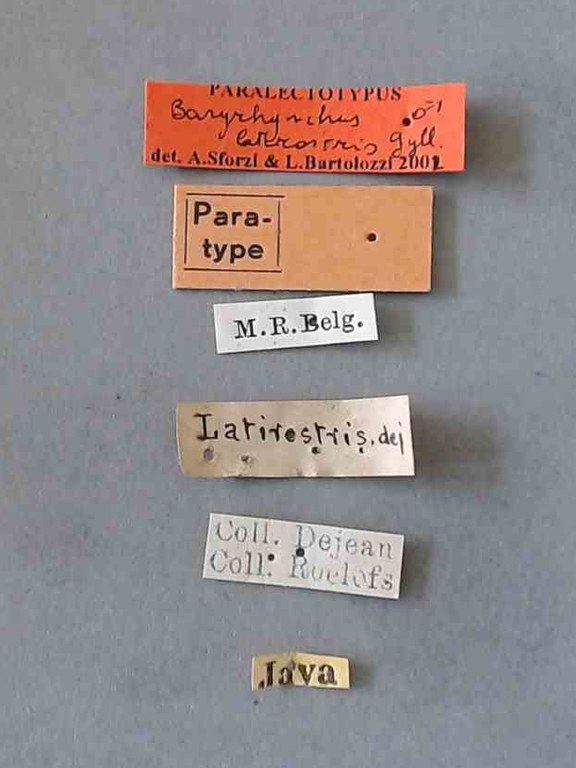 Baryrhynchus (Baryrhynchus) latirostris M plt Labels.jpg