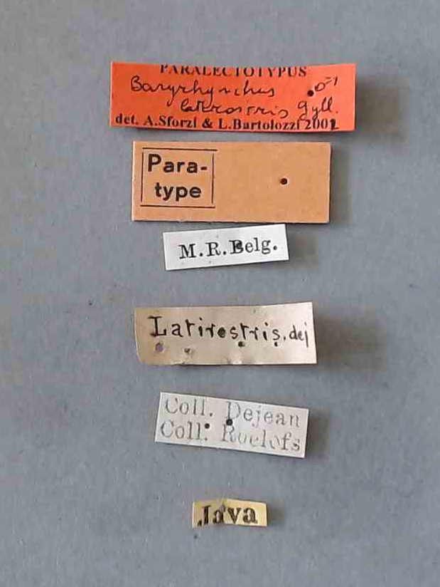 Baryrhynchus (Baryrhynchus) latirostris M plt Labels.jpg