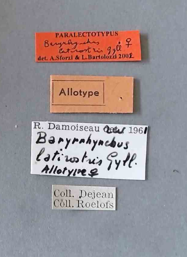 Baryrhynchus (Baryrhynchus) latirostris F plt Labels.jpg
