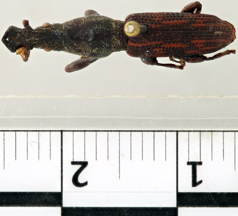 Baryrhynchus (Baryrhynchus) latirostris M lt D.jpg