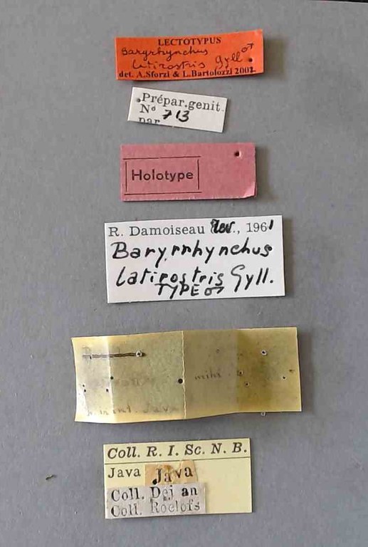 Baryrhynchus (Baryrhynchus) latirostris M lt Labels.jpg
