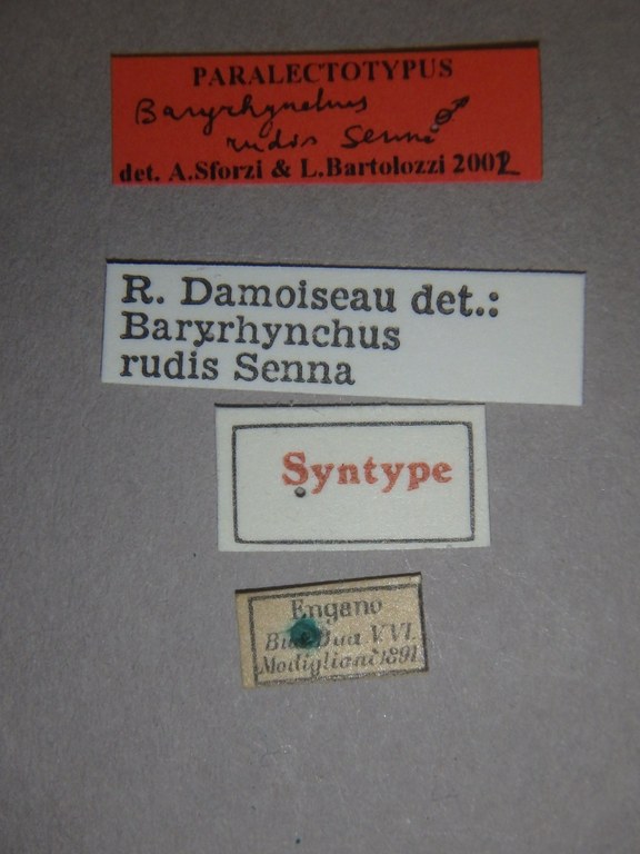 Baryrhynchus (Baryrhynchus) rudis M plt Labels.jpg