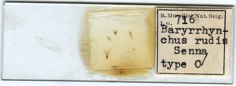 Baryrhynchus (Baryrhynchus) rudis M t Microscopic preparation.jpg