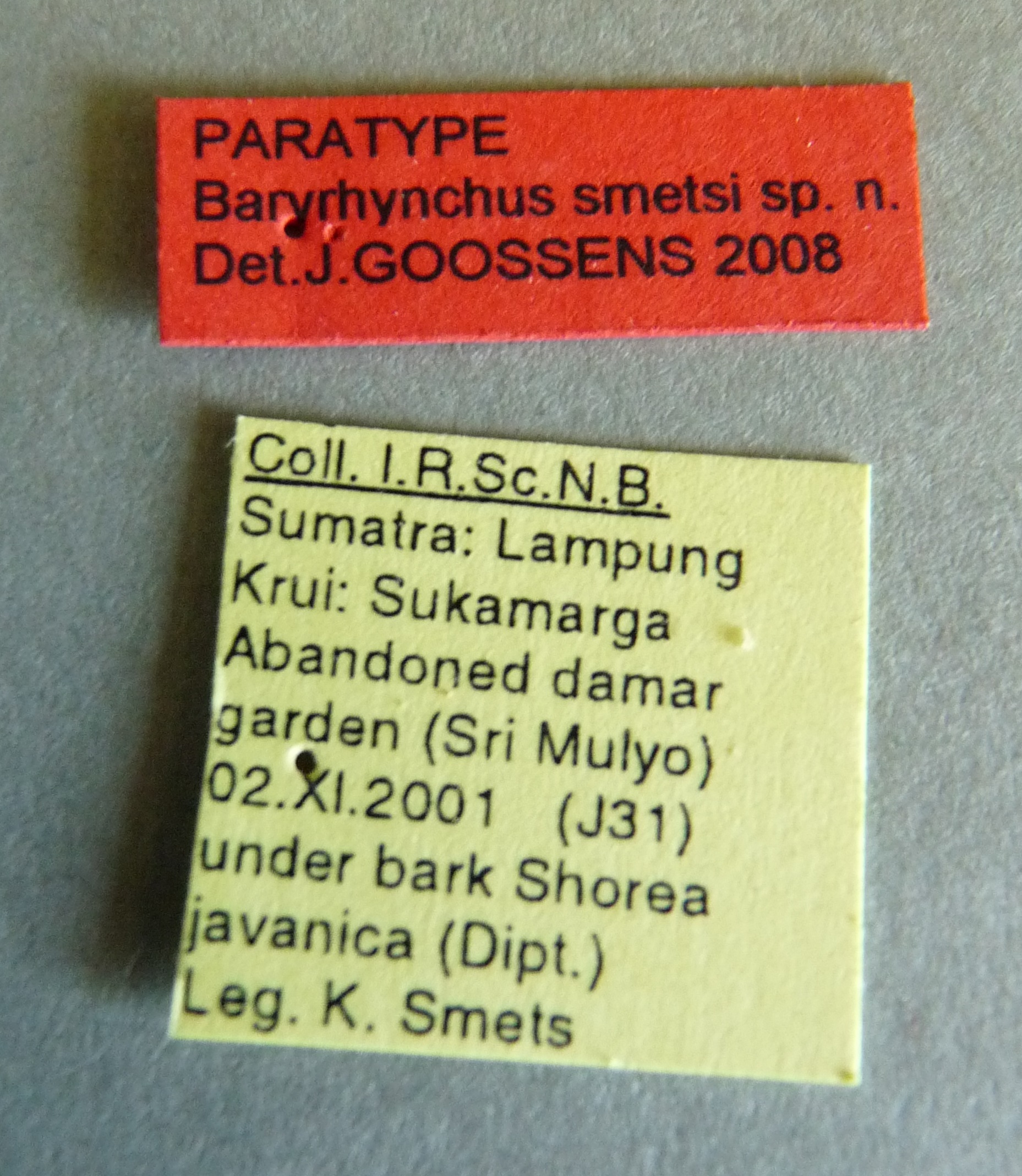 Baryrhynchus (Baryrhynchus) smetsi pt Labels.jpg