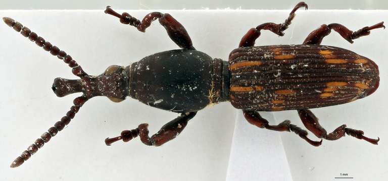 Baryrhynchus (Baryrhynchus) smetsi ht D Scaled.jpg