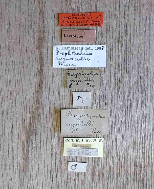 Baryrrhynchus rugosicollis lt Labels.jpg