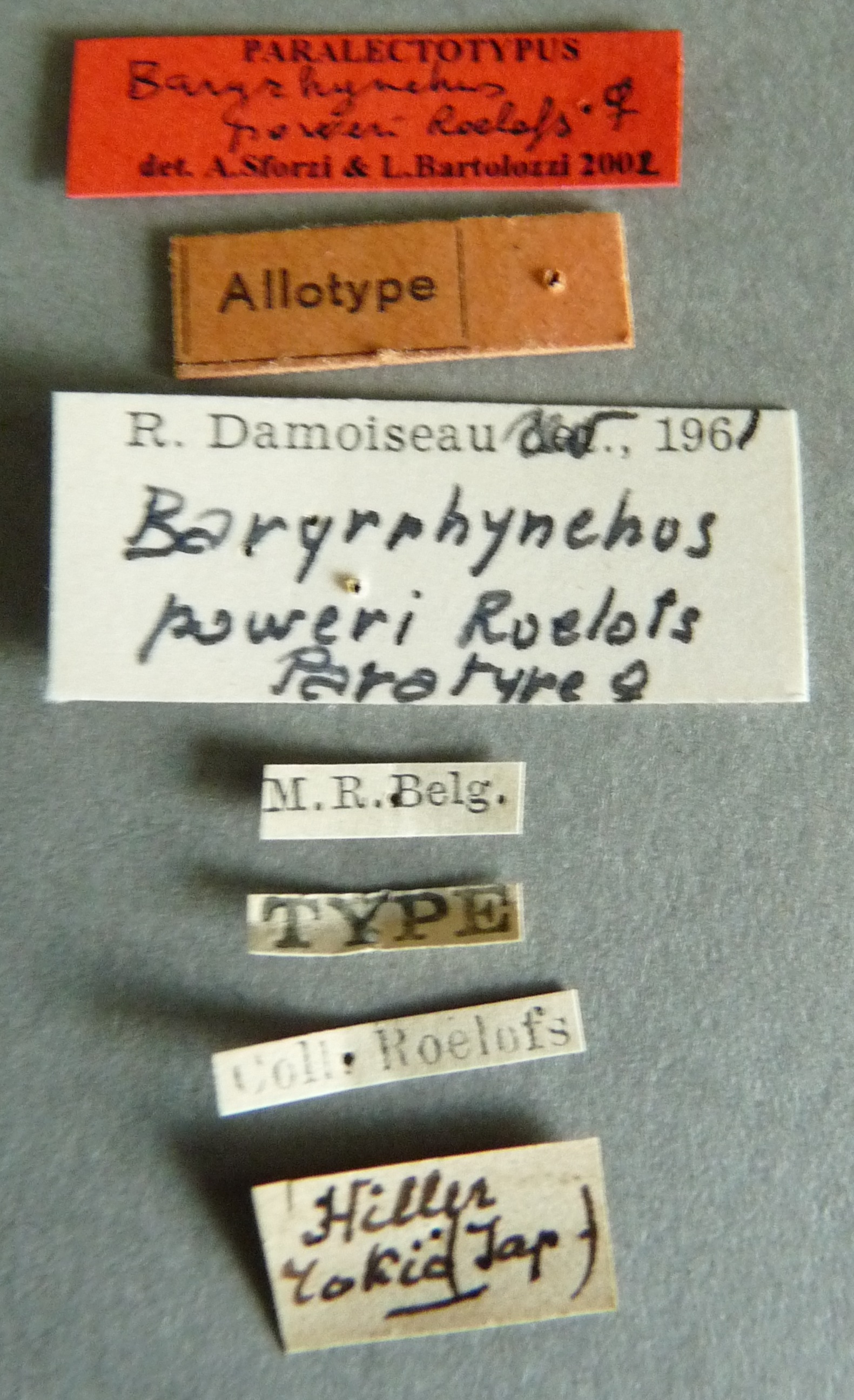 Baryrhynchus (Eupsalomimus) poweri plt Labels.jpg