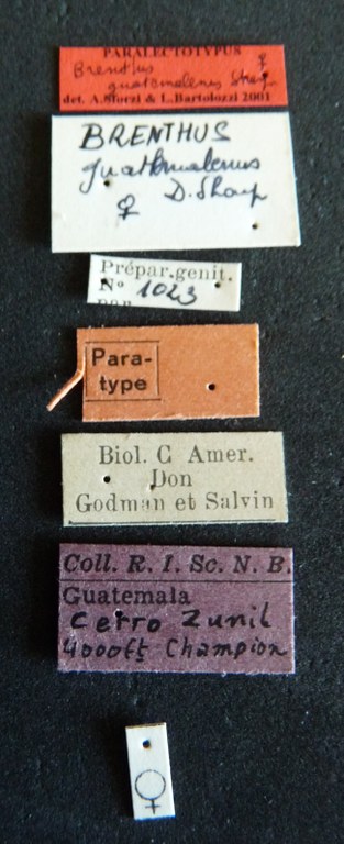 Brentus guatemalenus plt Labels.jpg