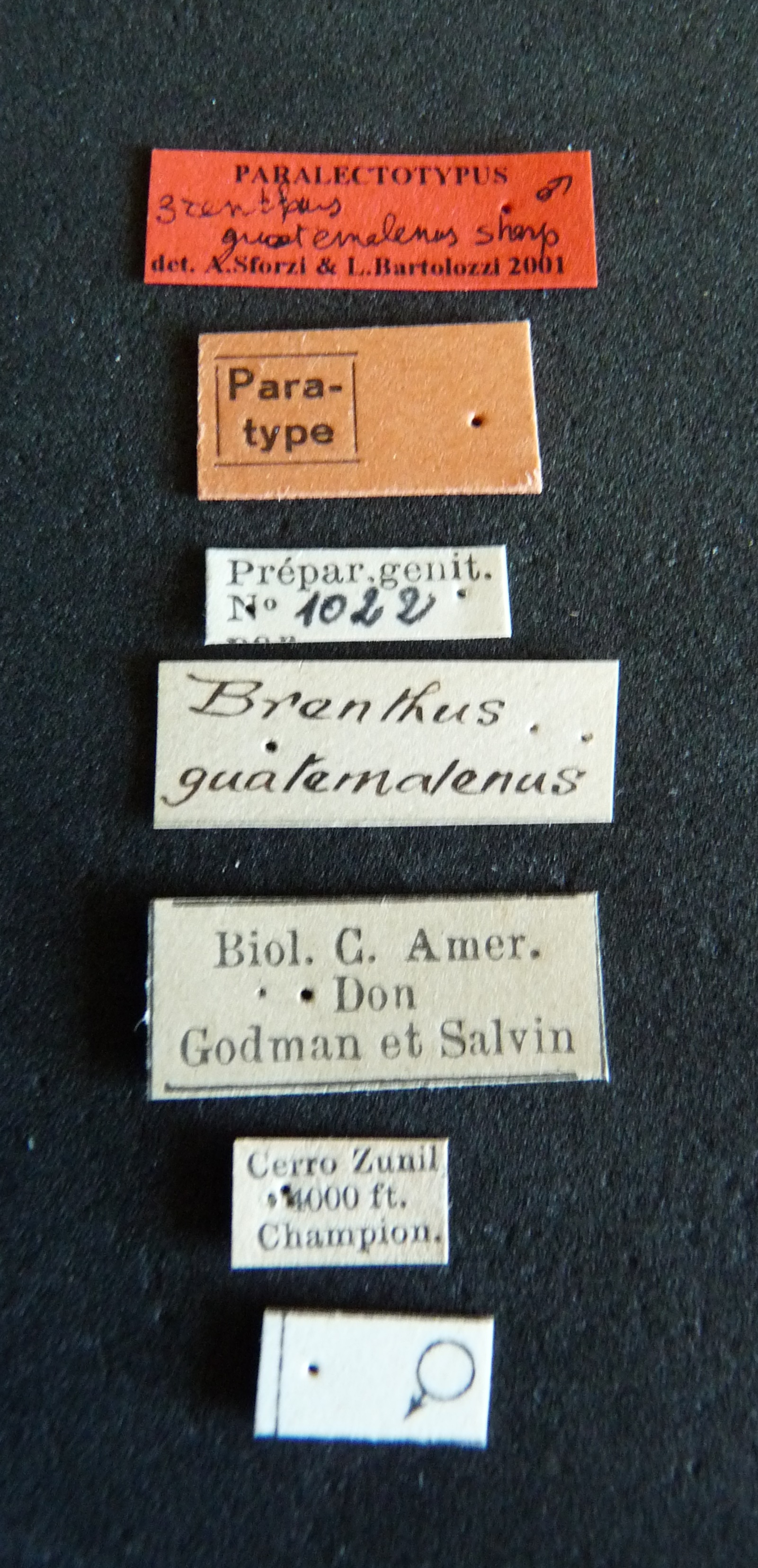 Brentus guatemalenus plt Labels.jpg