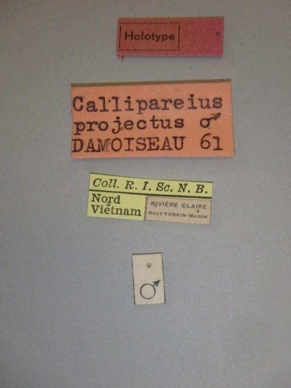 Callipareius (Metacidotes) projectus ht Labels.jpg