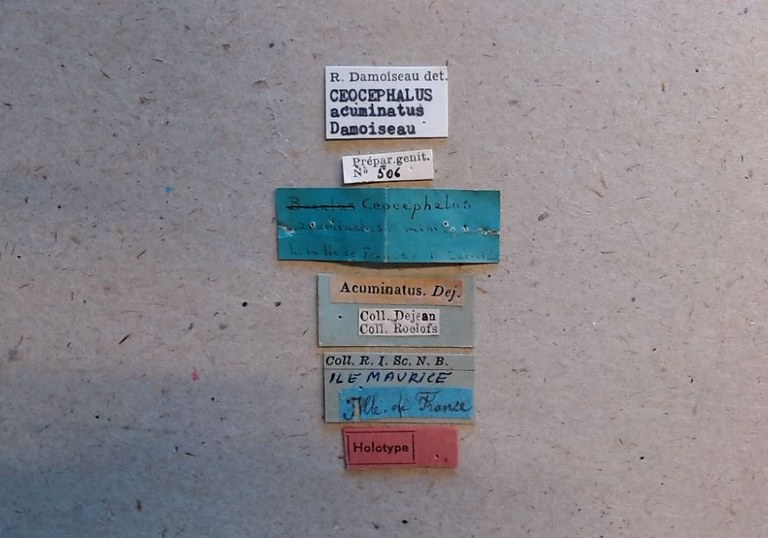 Ceocephalus acuminatus ht Labels.jpg