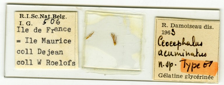 Ceocephalus acuminatus ht Microscopic preparation.jpg