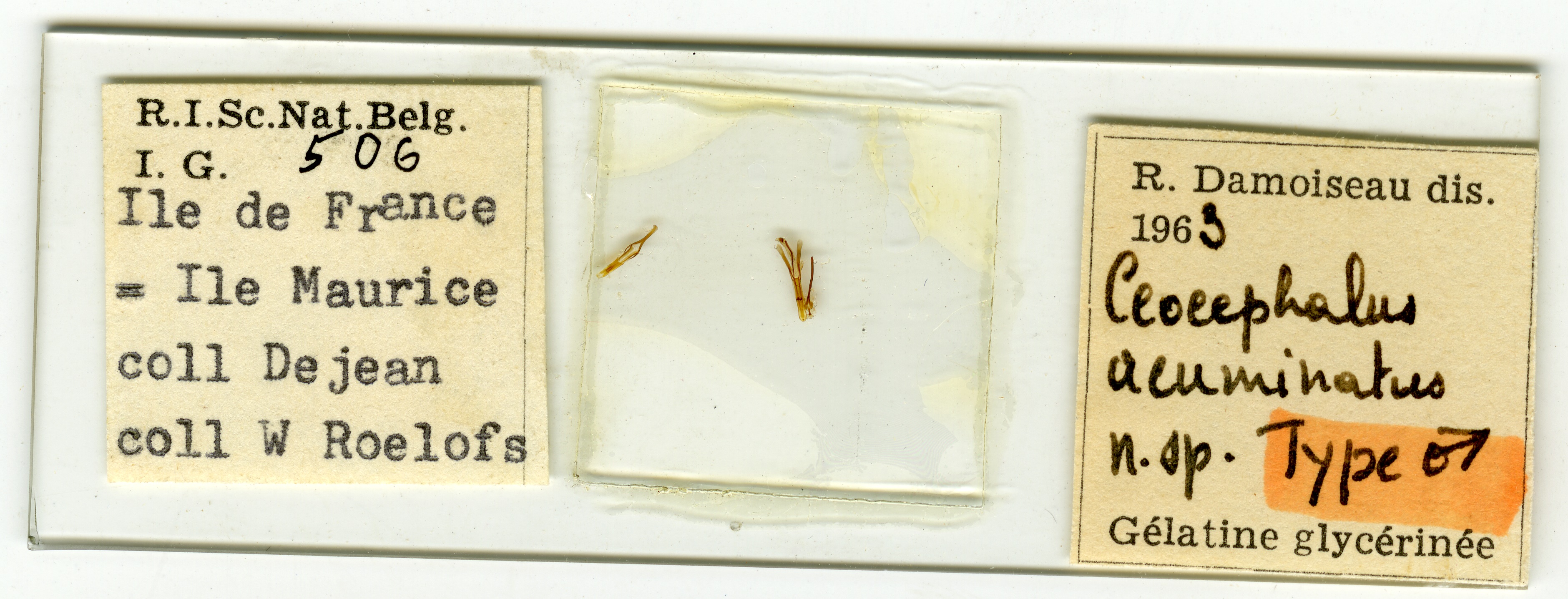 Ceocephalus acuminatus ht Microscopic preparation.jpg