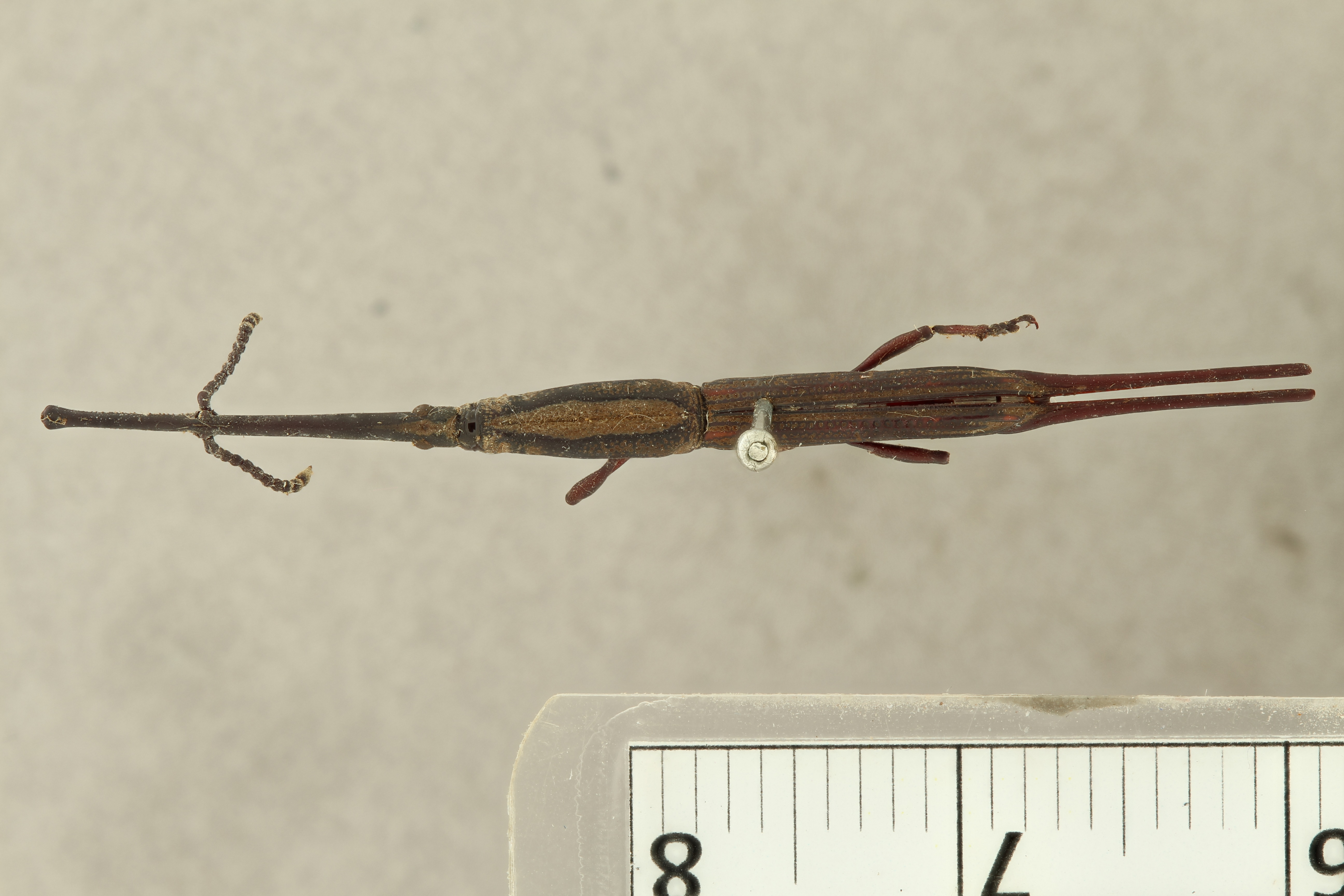 Ceocephalus appendiculatus t D ZS PMax.jpg