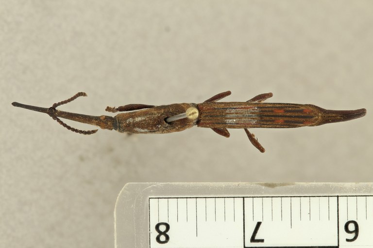 Ceocephalus caudatus at D ZS PMax.jpg
