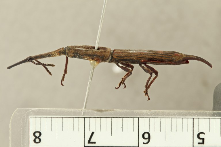 Ceocephalus caudatus at L ZS PMax.jpg