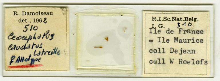 Uroptera appendiculata at Microscopic preparation.jpg