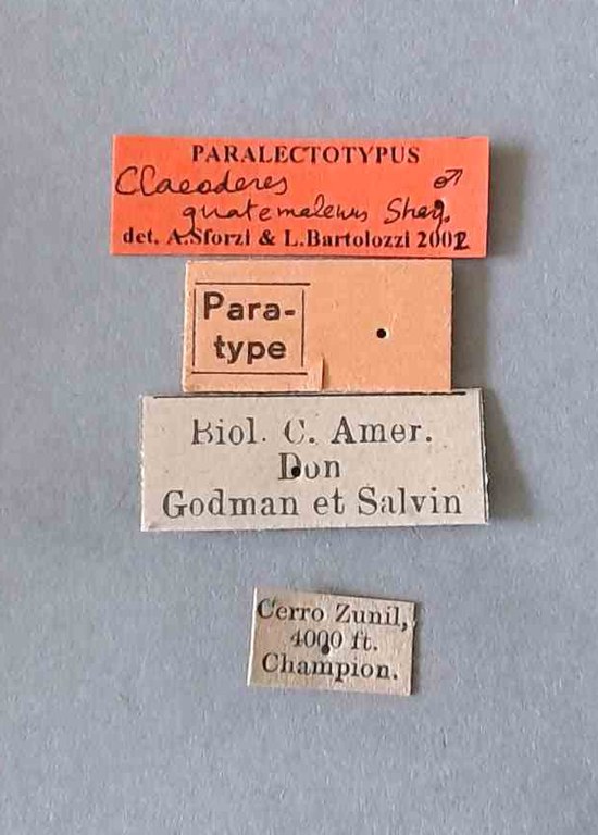 Claeoderes guatemalenus plt Labels.jpg