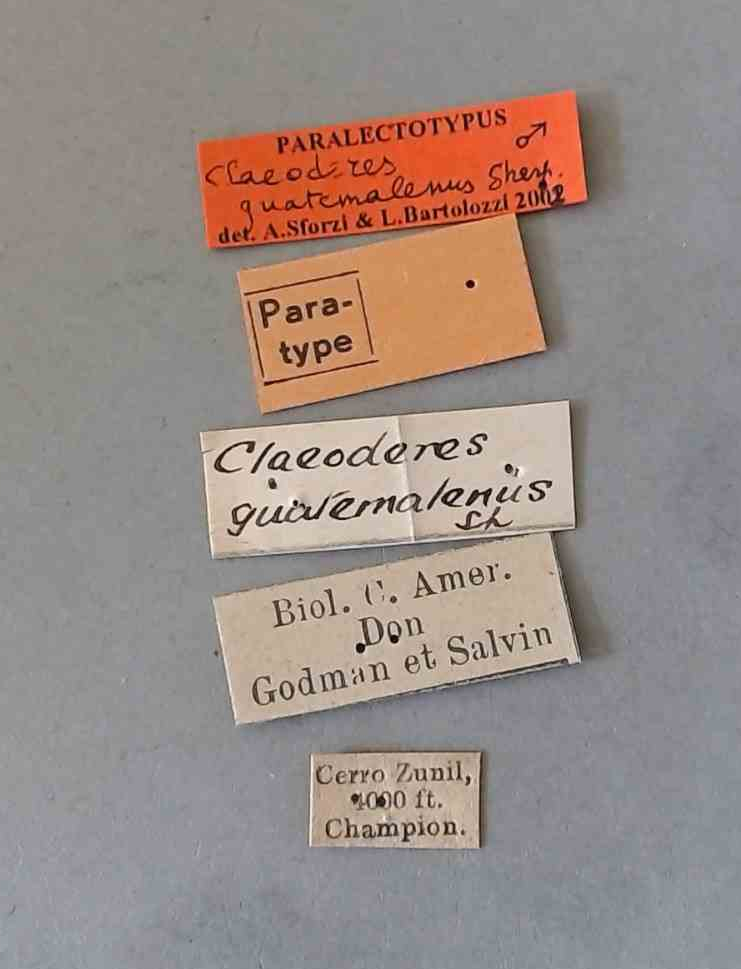 Claeoderes guatemalenus plt Labels.jpg