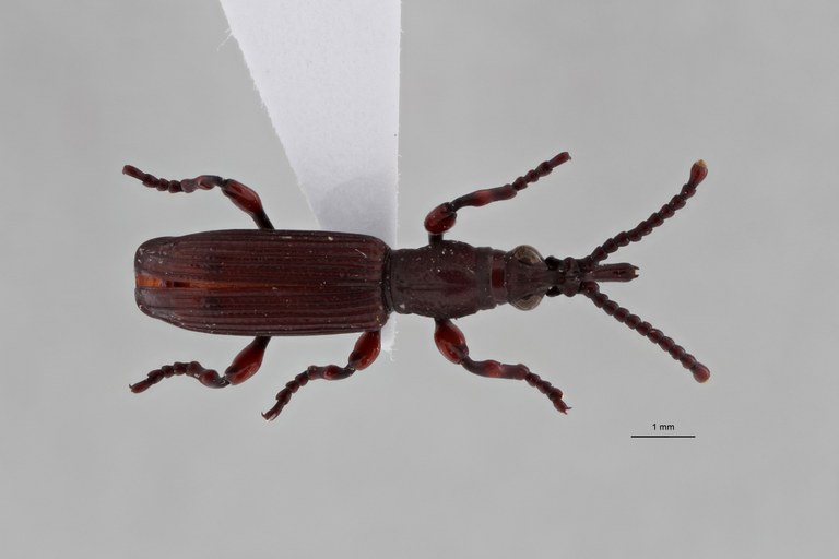 Cobalocephalus sabahensis pt D ZS PMax Scaled.jpeg