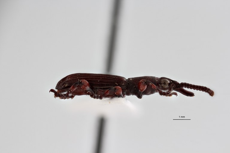 Cobalocephalus sabahensis pt L ZS PMax Scaled.jpeg