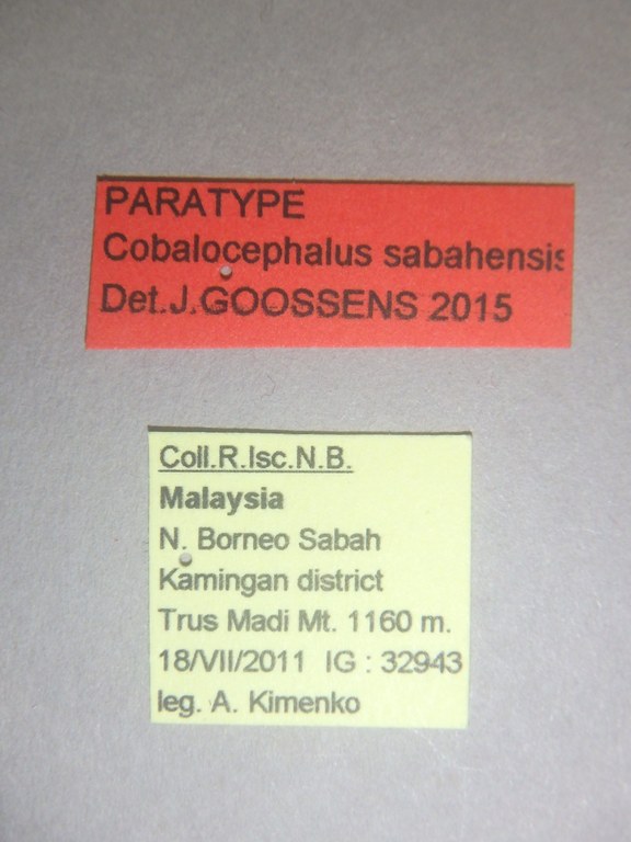 Cobalocephalus sabahensis pt Labels.jpg