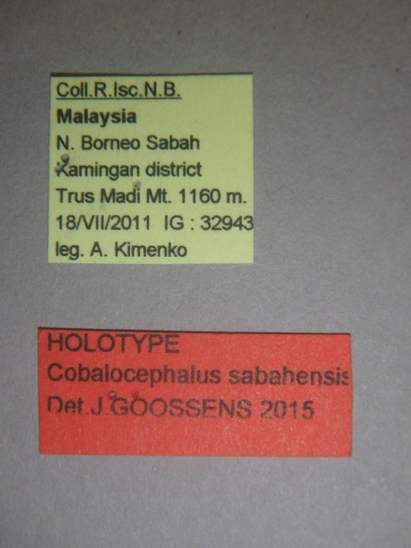Cobalocephalus sabahensis ht Labels.jpg
